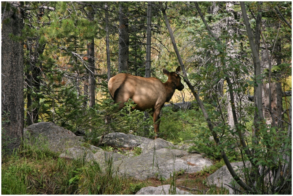 07 - Rocky Mountains NP (23).jpg